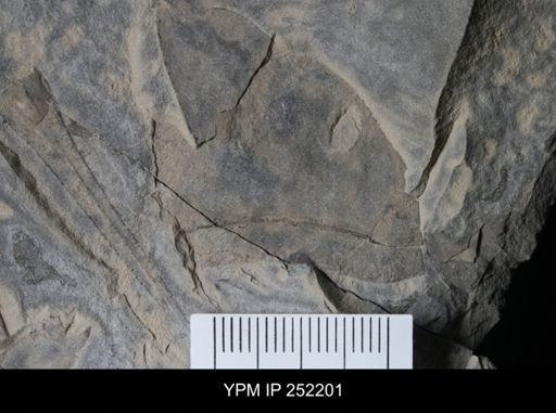 Eurypterus sp.