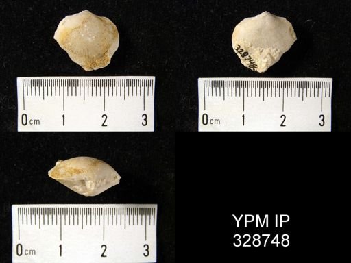 undet. Dalmanelloidea
