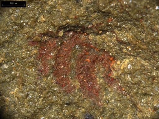 undet. Lobopodia