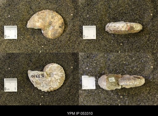 Discoscaphites conradi