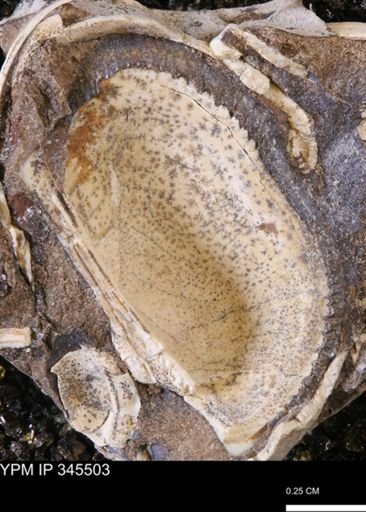 undet. Bivalvia