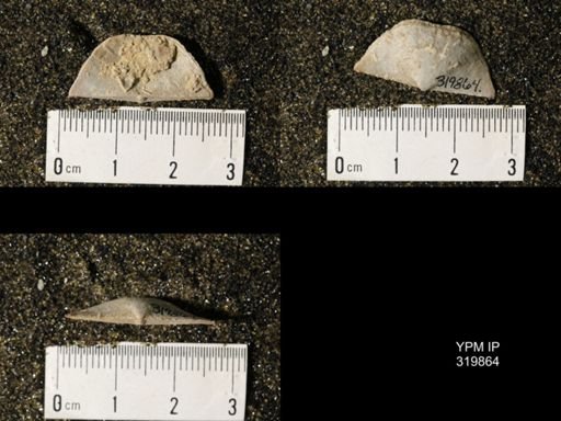Chonetes granulifer meekanus