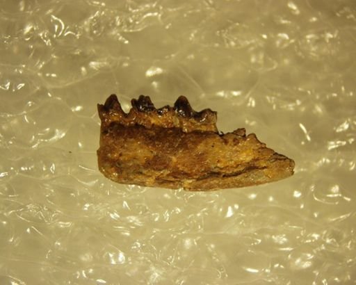 Adunator meizon