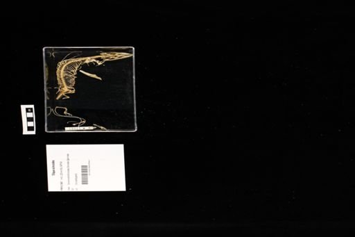 Tiliqua scincoides