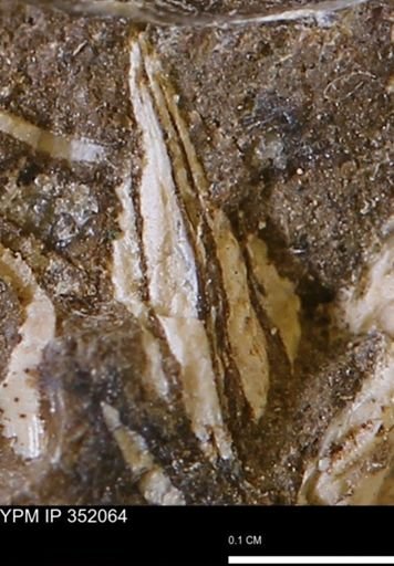 undet. Mollusca