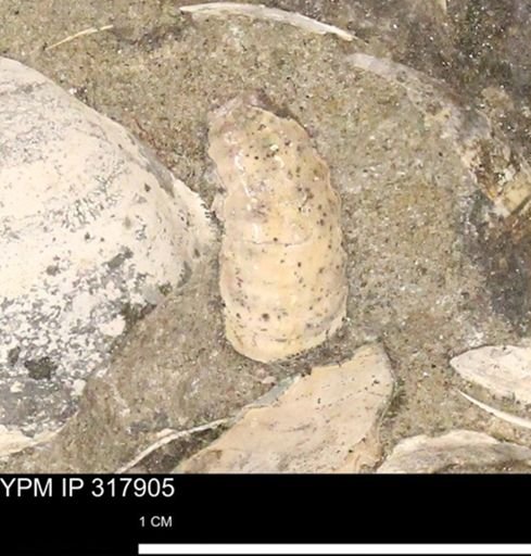 Hoploscaphites sp.