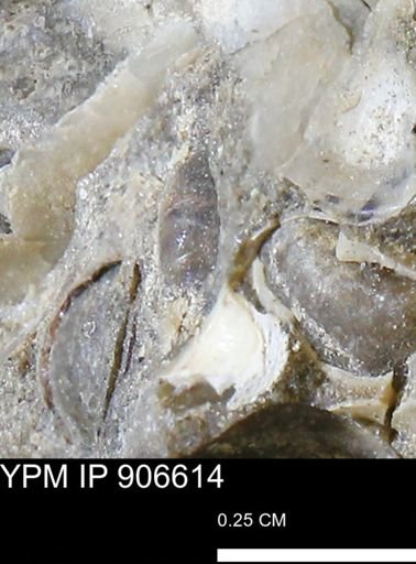 undet. Mollusca