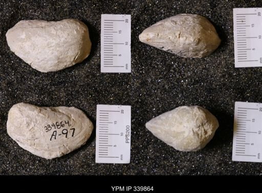 undet. Pholadomyidae