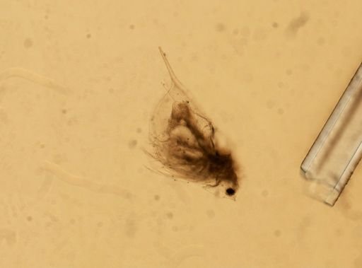 Daphnia