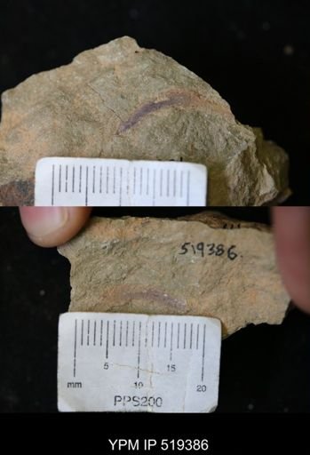 undet. Ichnofossil