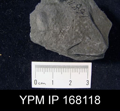 Lingula sp.