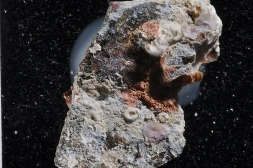 Parasmittina