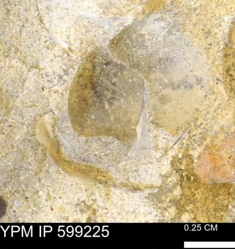 undet. Bryozoa