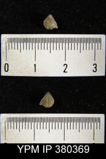 Homoeospira evax