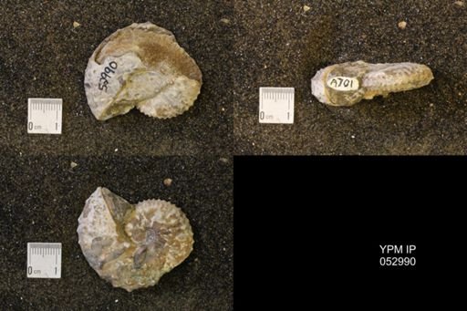Discoscaphites gulosus