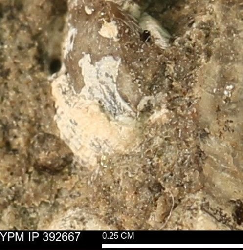 Protocardia subquadrata