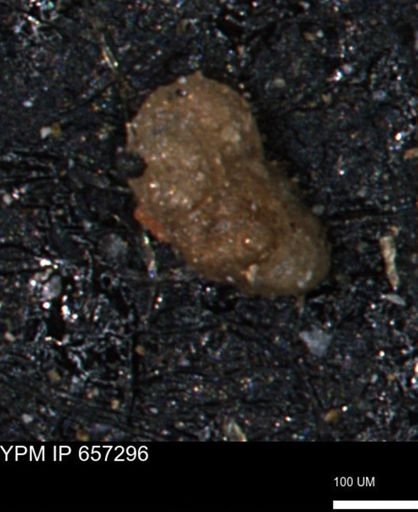 Alveolophragmium linki