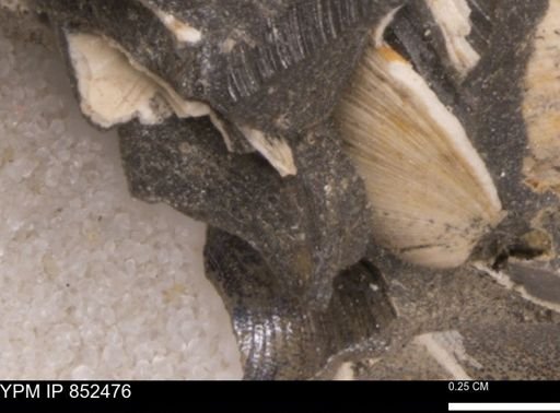 Limopsis striatopunctatus