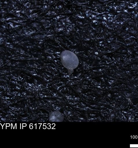 undet. Ostracoda