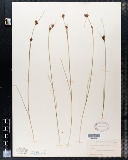 Rhynchospora fusca