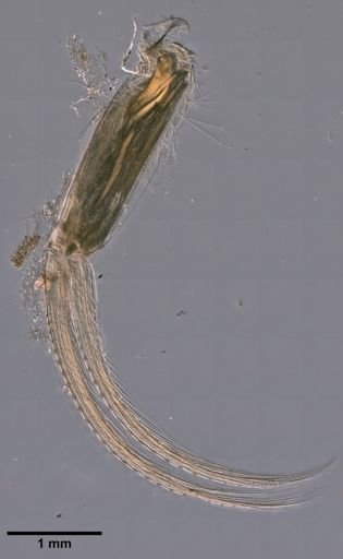 Gammarus oceanicus