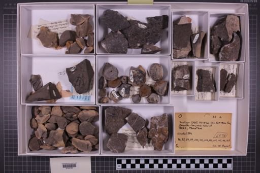 mixed taxa, stratigraphic collection