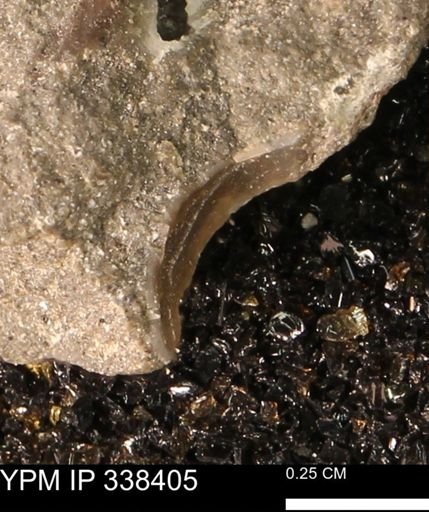 Protocardia subquadrata