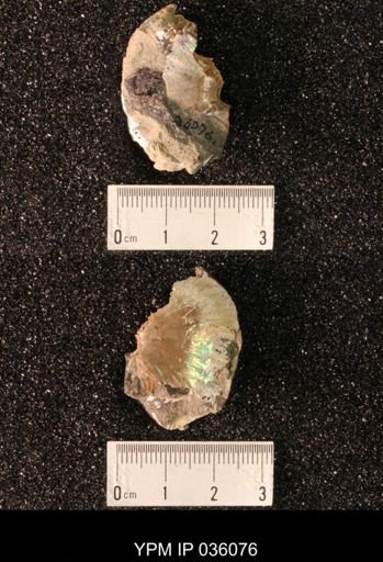 Hoploscaphites nicolletii