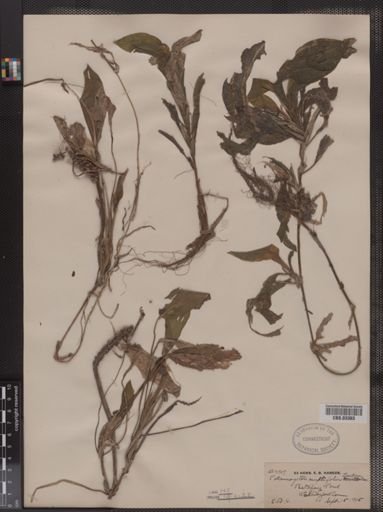 Potamogeton amplifolius