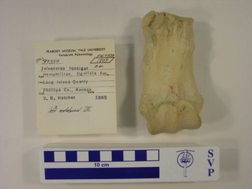 Teleoceras fossiger