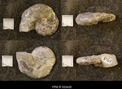 Discoscaphites conradi