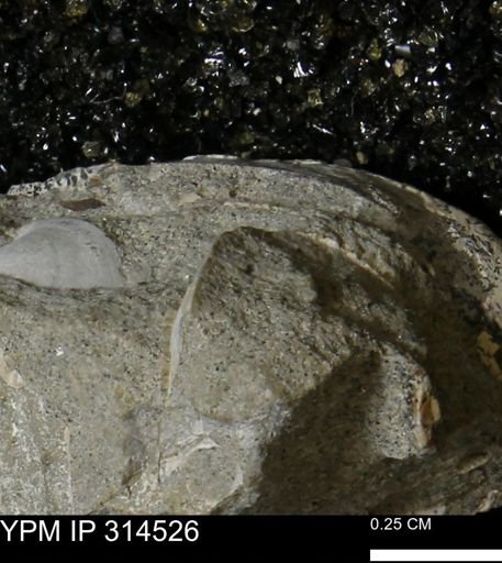 undet. Mollusca