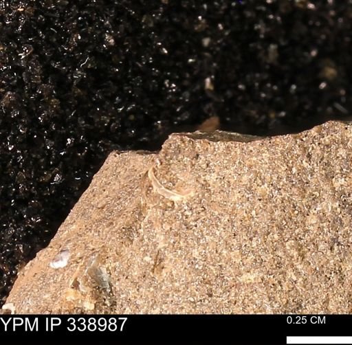 undet. Mollusca