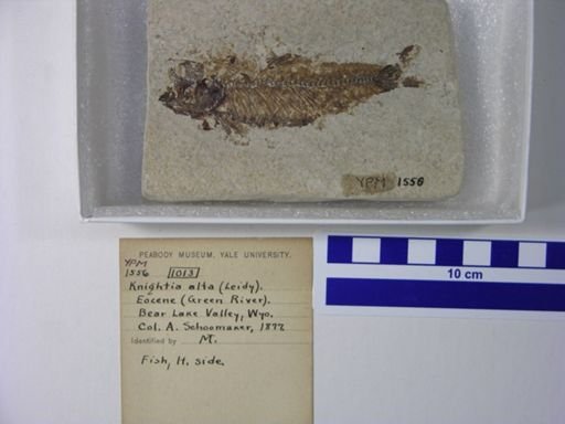 Knightia alta