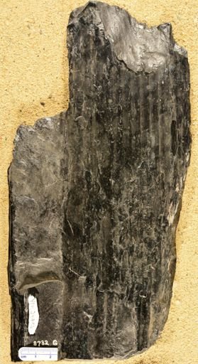 Sigillaria sp.
