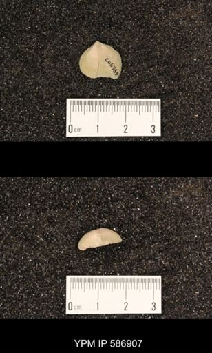 Rhynchotrema capax