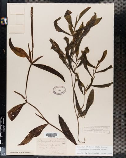 Potamogeton