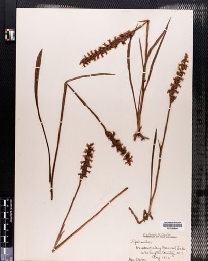 Spiranthes romanzoffiana