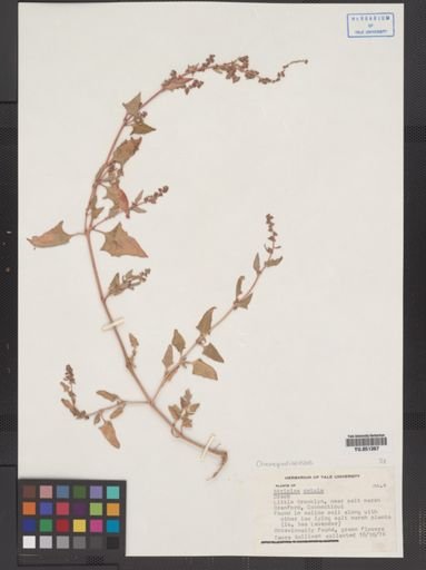 Atriplex patula
