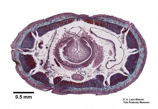 Lumbricus terrestris