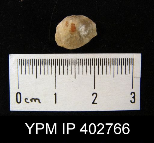 undet. Brachiopoda