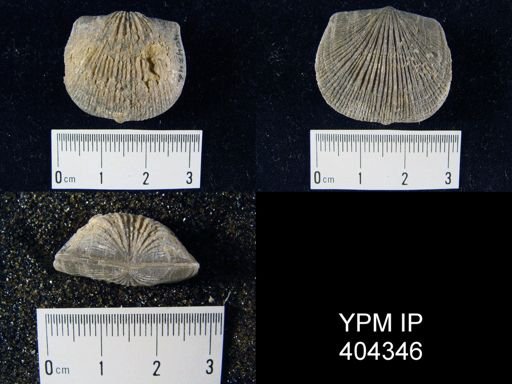Orthostrophia strophomenoides?