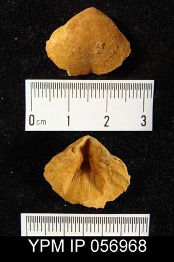 Meristella sp.