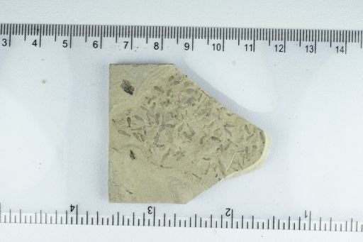 undet. Diptera