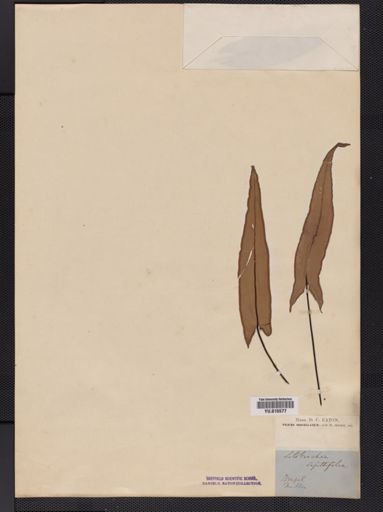 Doryopteris