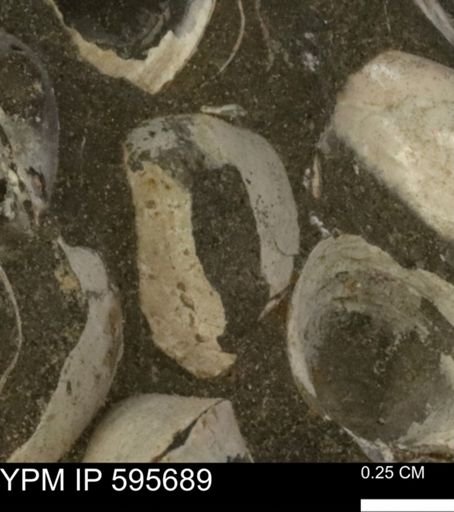 Protocardia sp.