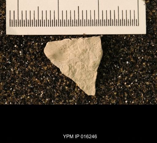 Probnis speciosa