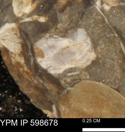 undet. Mollusca