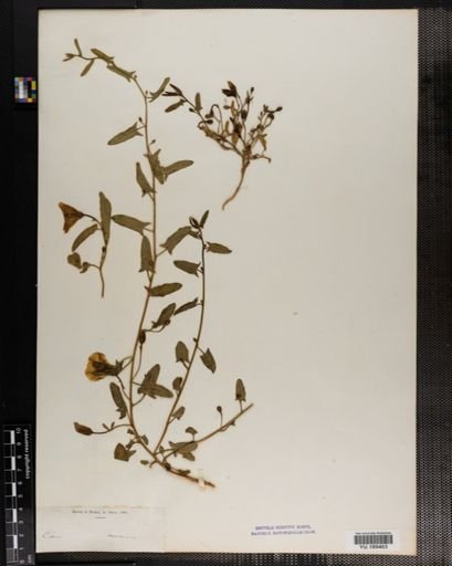 Plantae