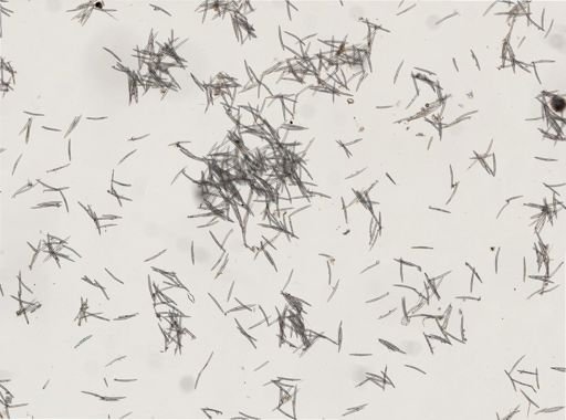 Haliclona sp.